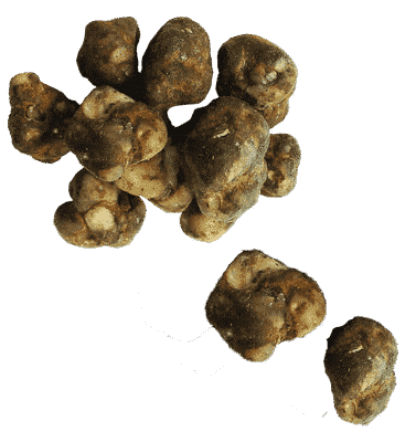 Truffels microdosing