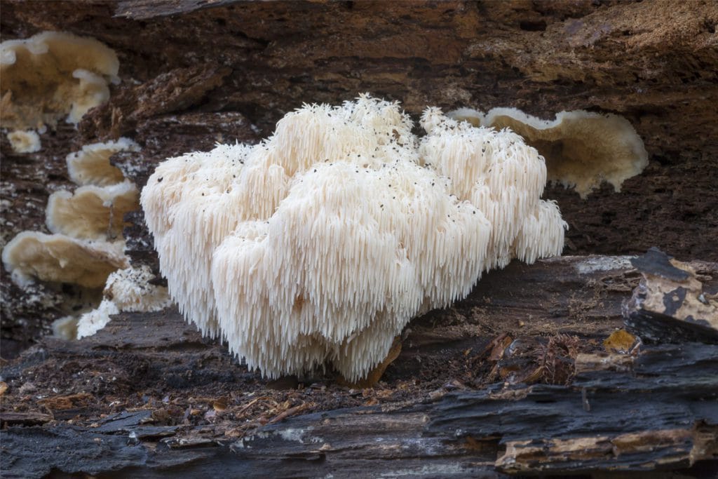 Medicinale paddestoelen