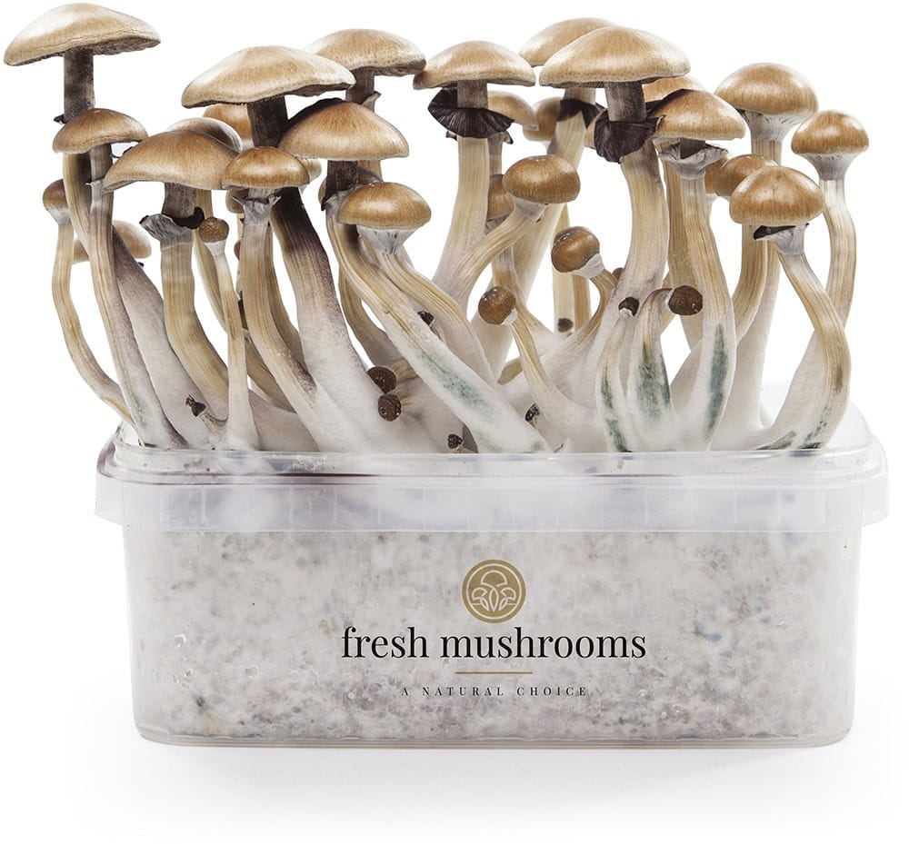 Fresh Mushrooms Golden Teacher Growkit XP
