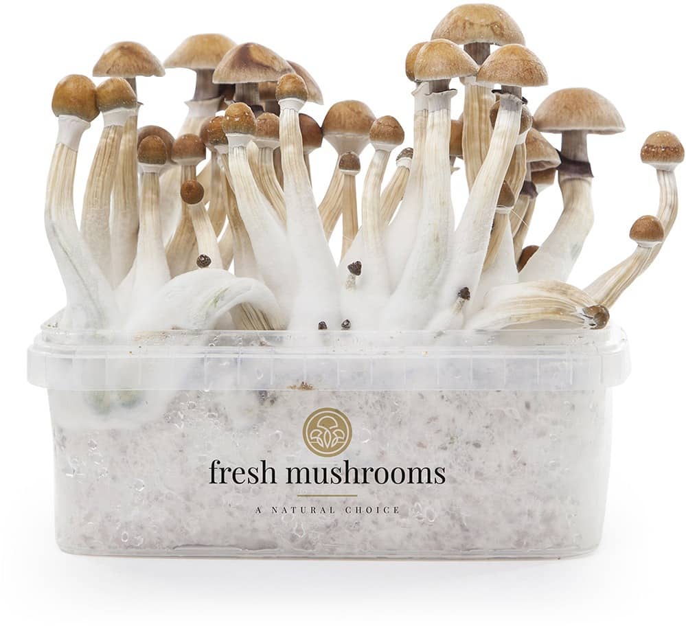Fresh Mushrooms growkit Mexican
