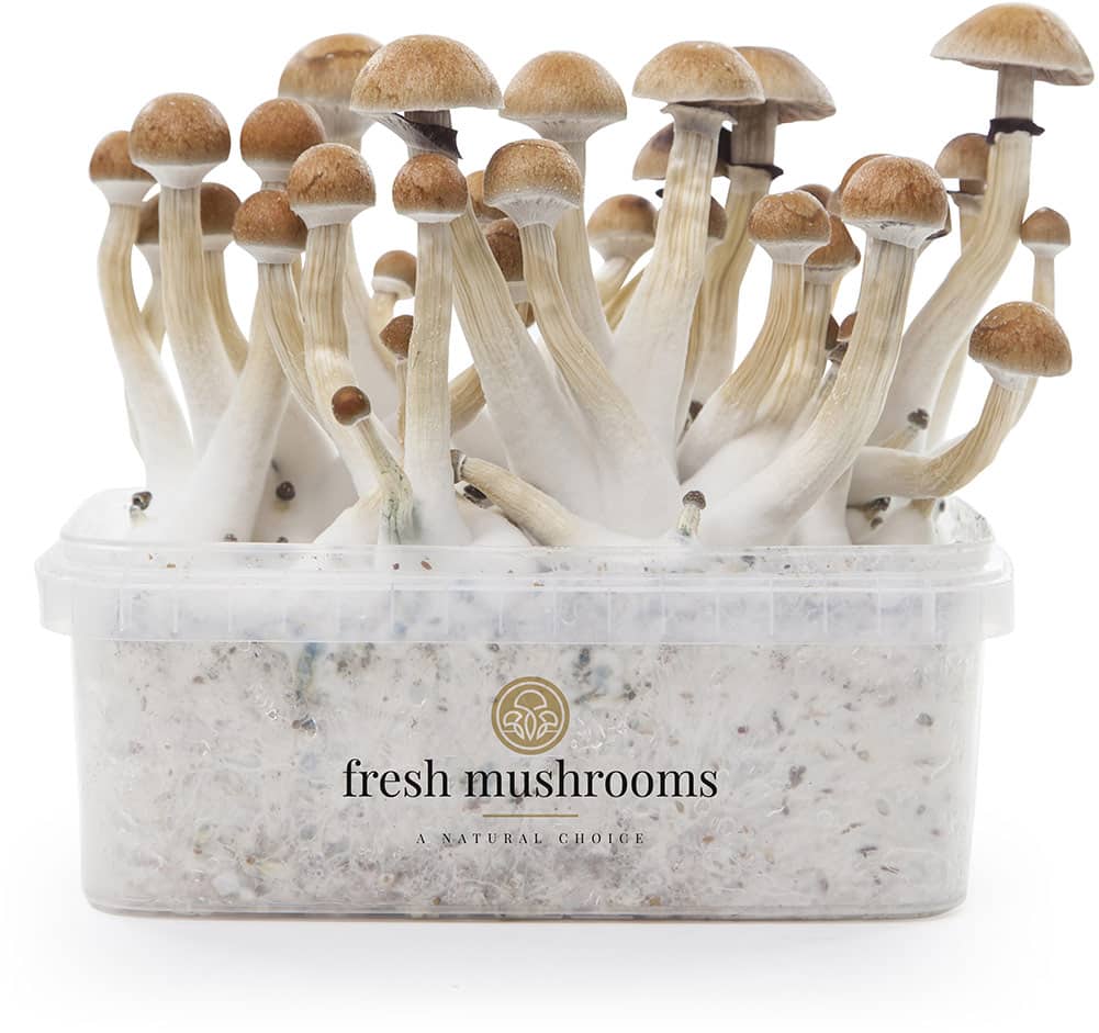 Fresh Mushrooms Growkit Thai XP