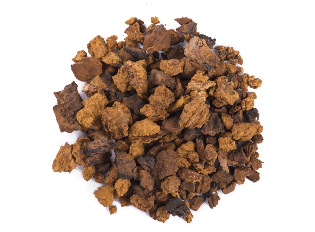 Chaga mushroom