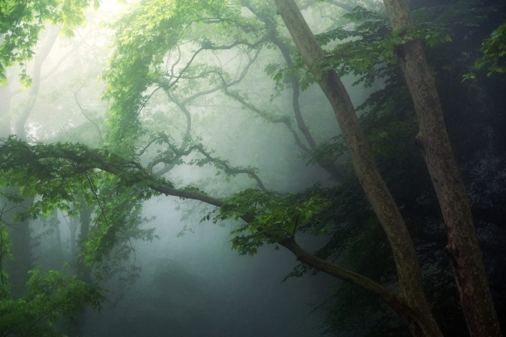 Magic forest