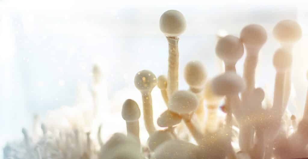 Contenitore sterile con il micelio dei funghi psilocibini, psilocybe cubensis.