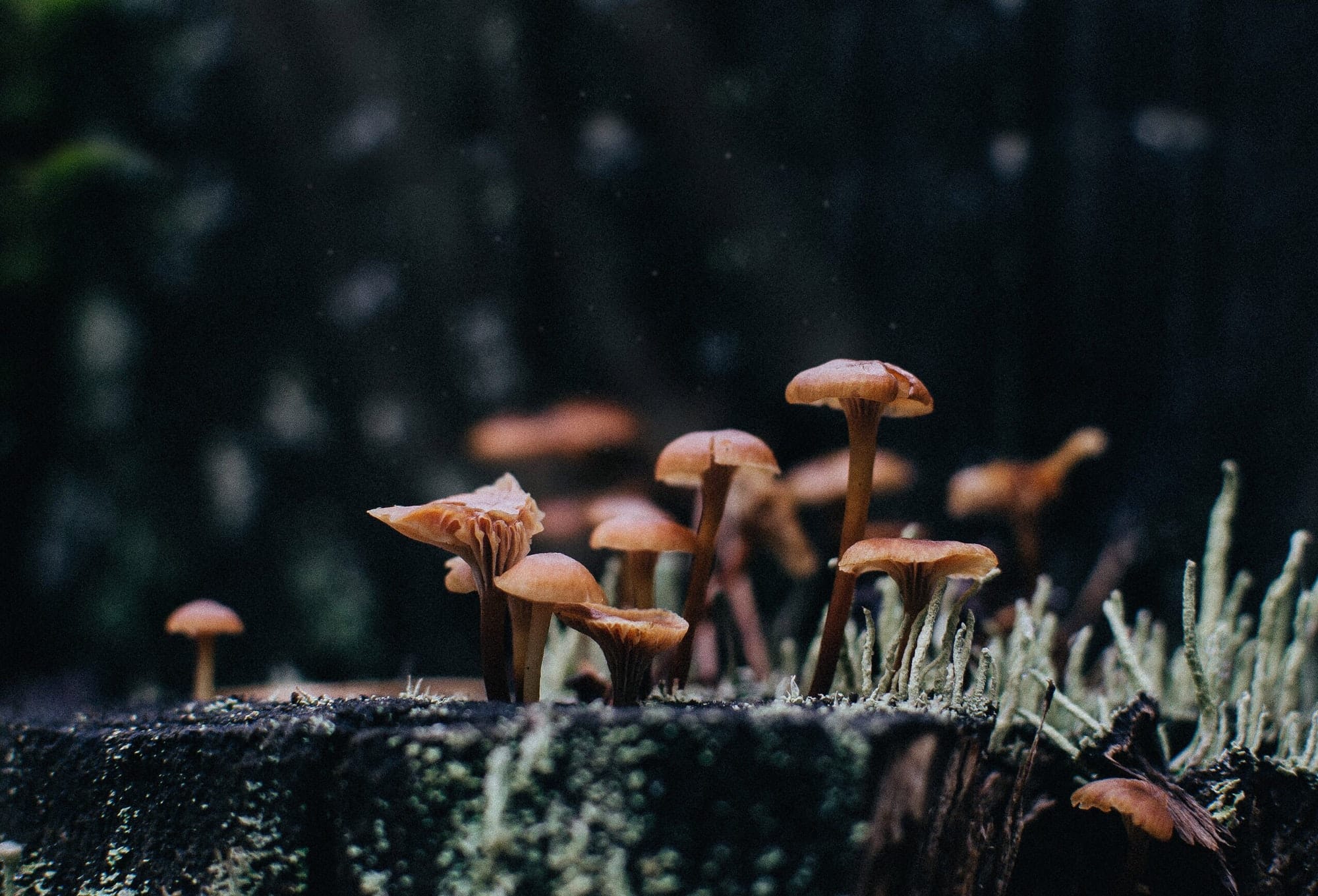 Funghi