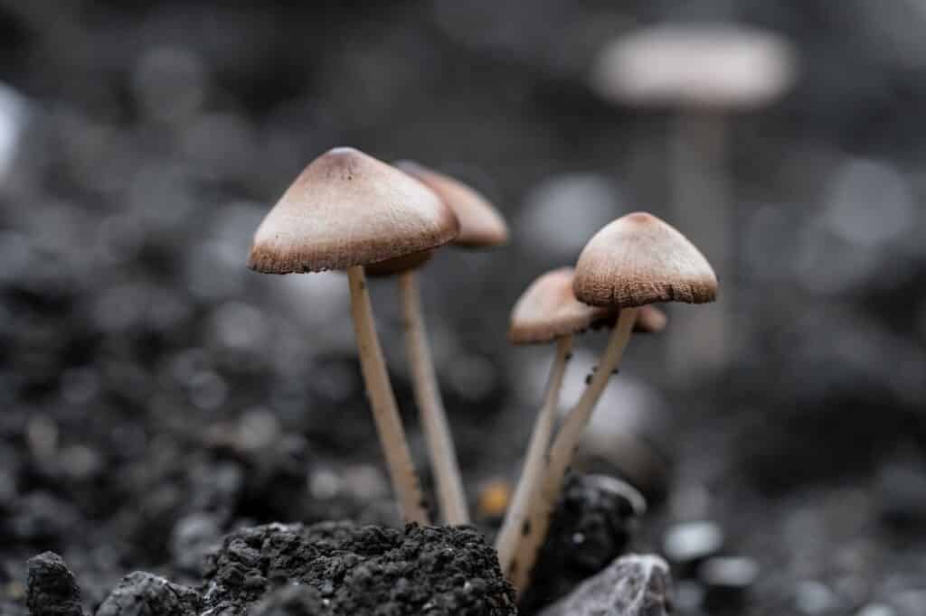 Nature small fungus mushroom