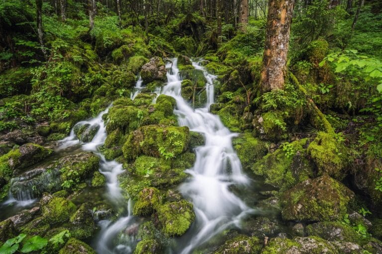 Arroyo en el bosque de Ramsau Berchtesgaden Baviera, Alemania, Europa