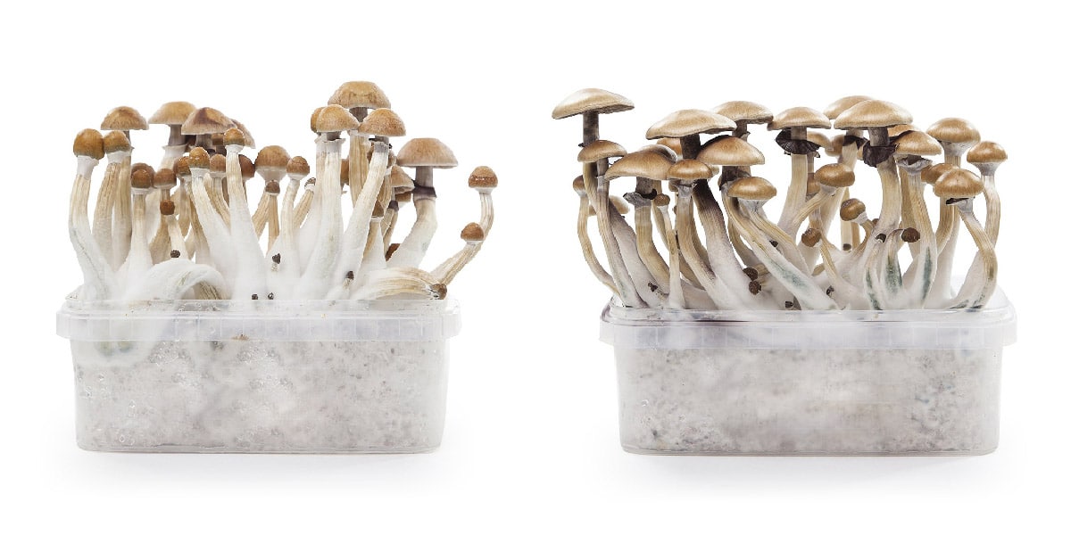 Mushroom growkits