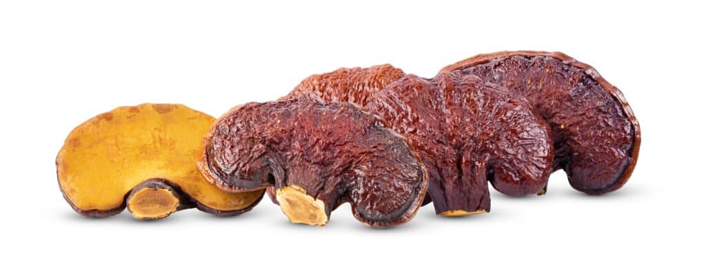 Fungo Lingzhi Ganoderma Lucidum isolato su sfondo bianco