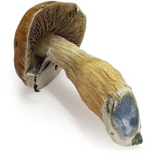 magic mushroom steel