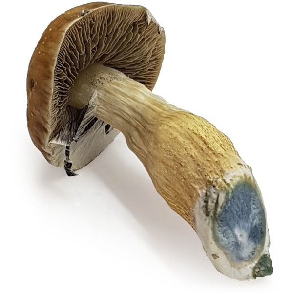 magic mushroom steel