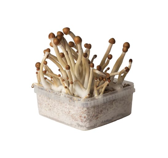 Mushroom growkit All in one