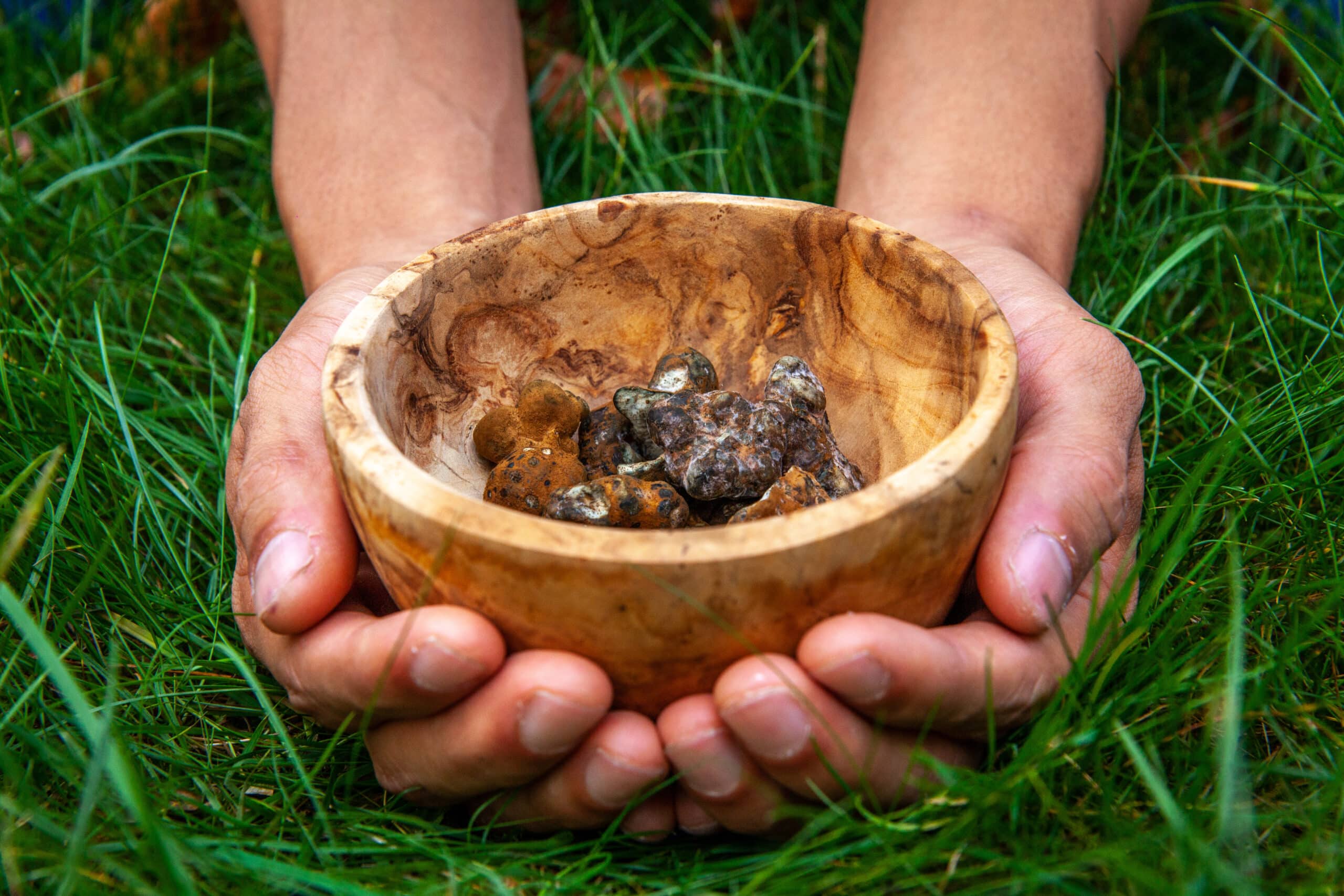 Hands Holding magic truffles