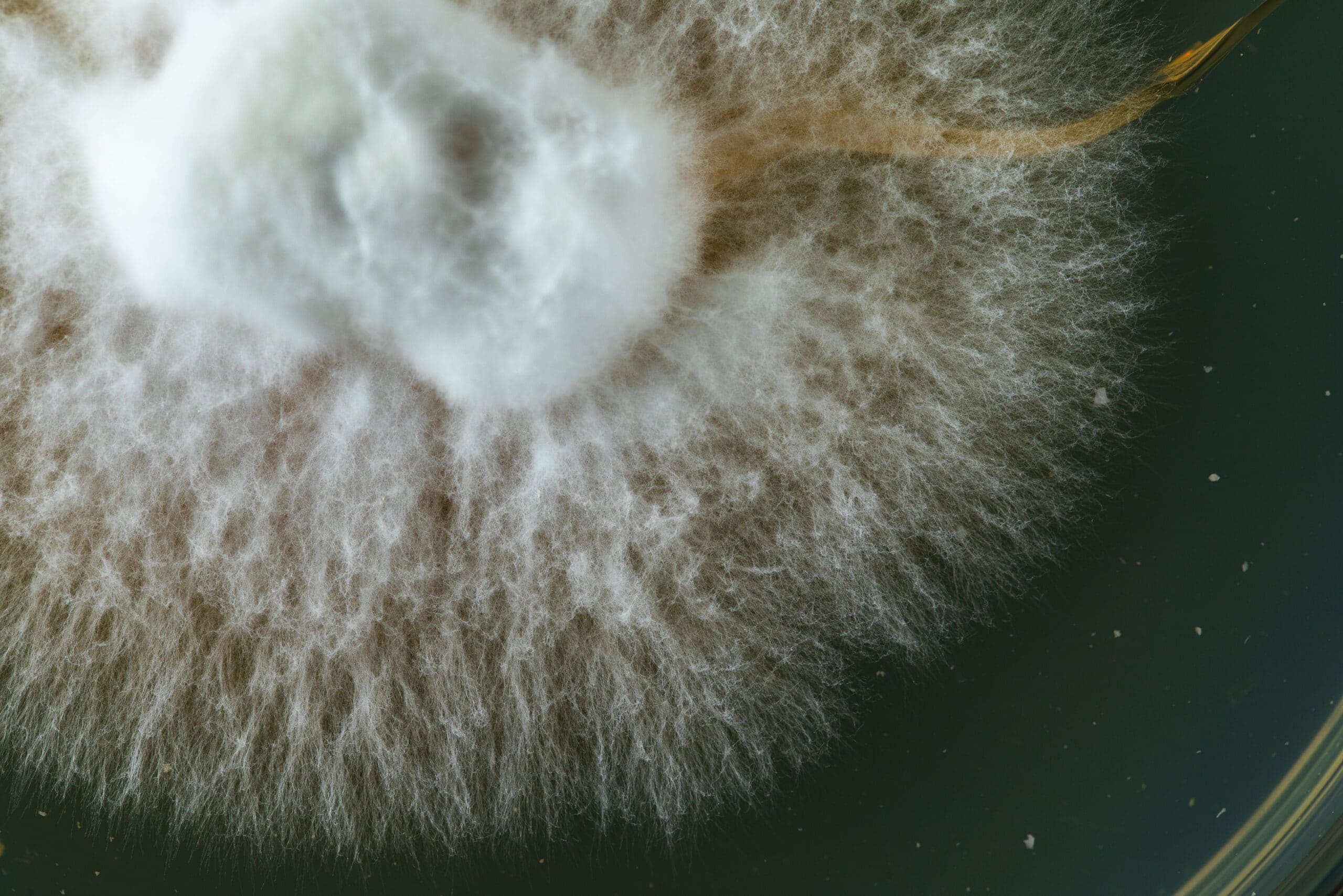 Growth of a mushroom