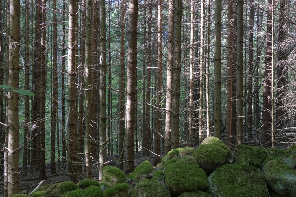 Bosque sueco