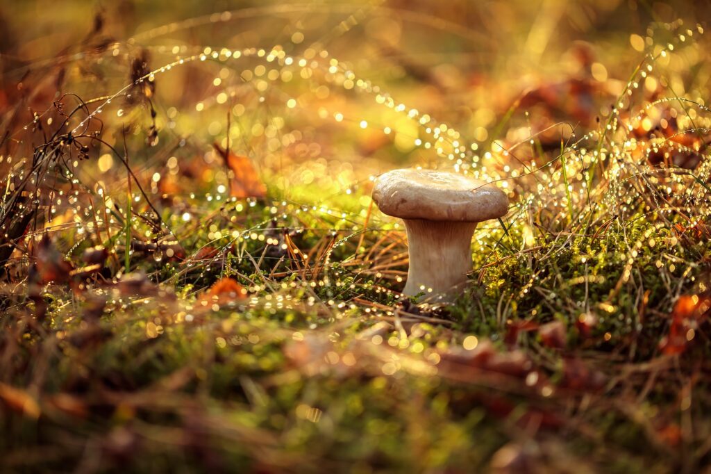 Fungo Boletus In una foresta assolata sotto la pioggia.