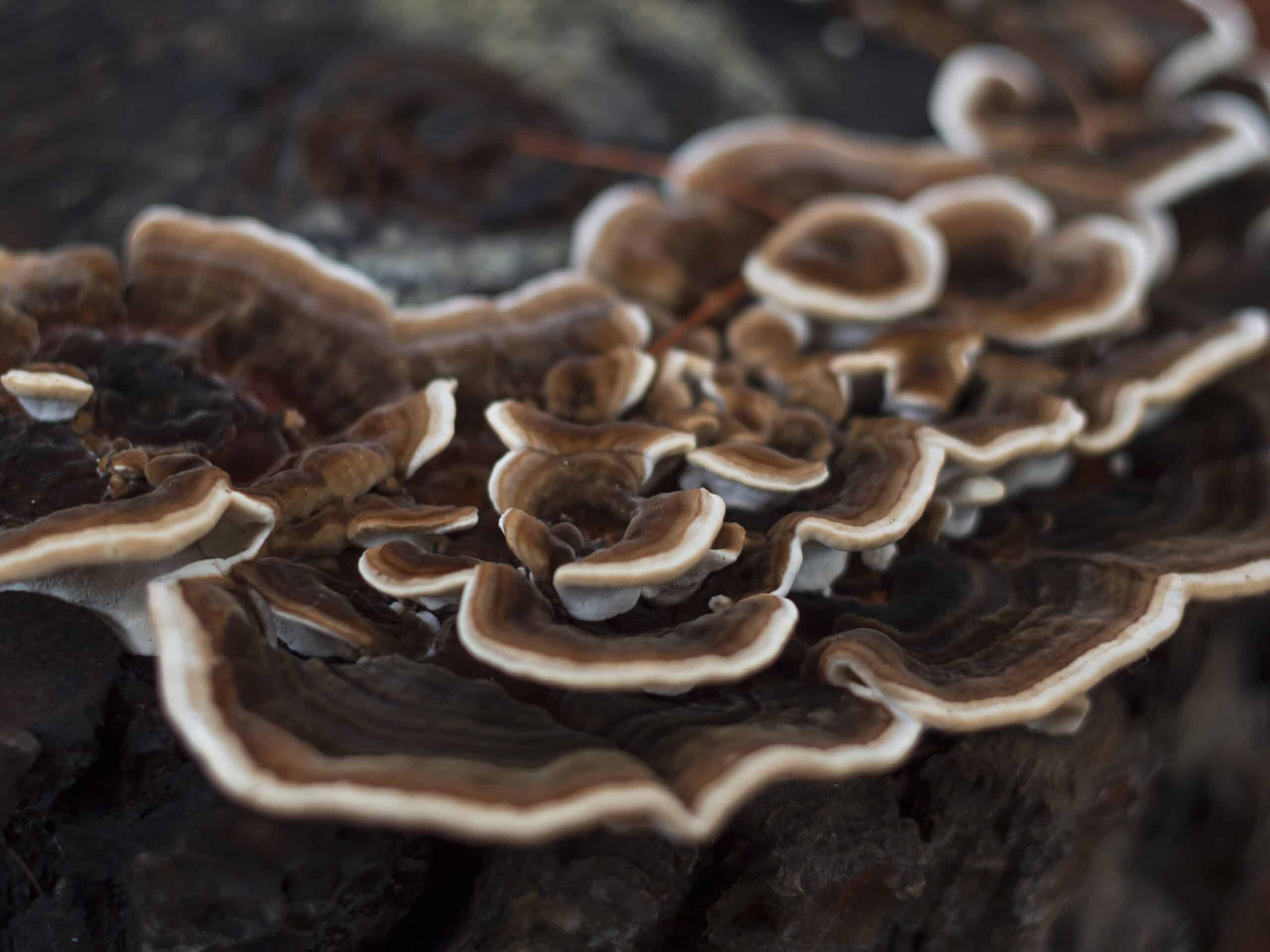 Magic mushrooms pine stump
