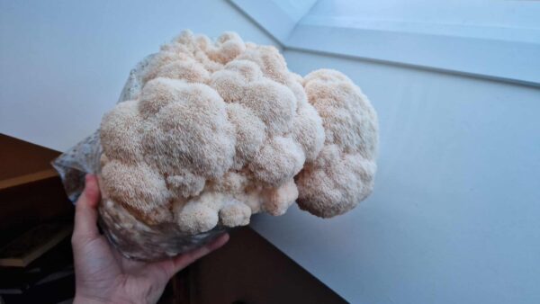 Löwenmähne (Hericium Erinaceus) Growkit XL – Bild 3