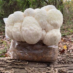 Lion’s Mane (Hericium Erinaceus)  Growkit XL