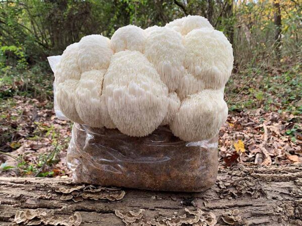 Löwenmähne (Hericium Erinaceus) Growkit XL