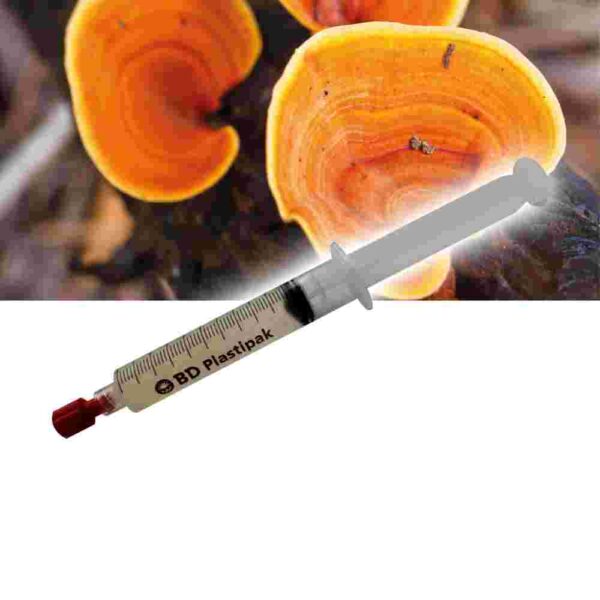 Reishi rojo (Ganoderma lucidum) Jeringa de cultivo líquido - 20 ML