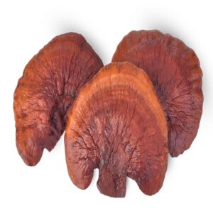 Siringa di coltura liquida di Reishi rosso