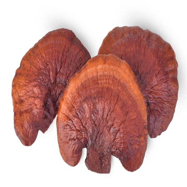 Siringa di coltura liquida di Reishi rosso