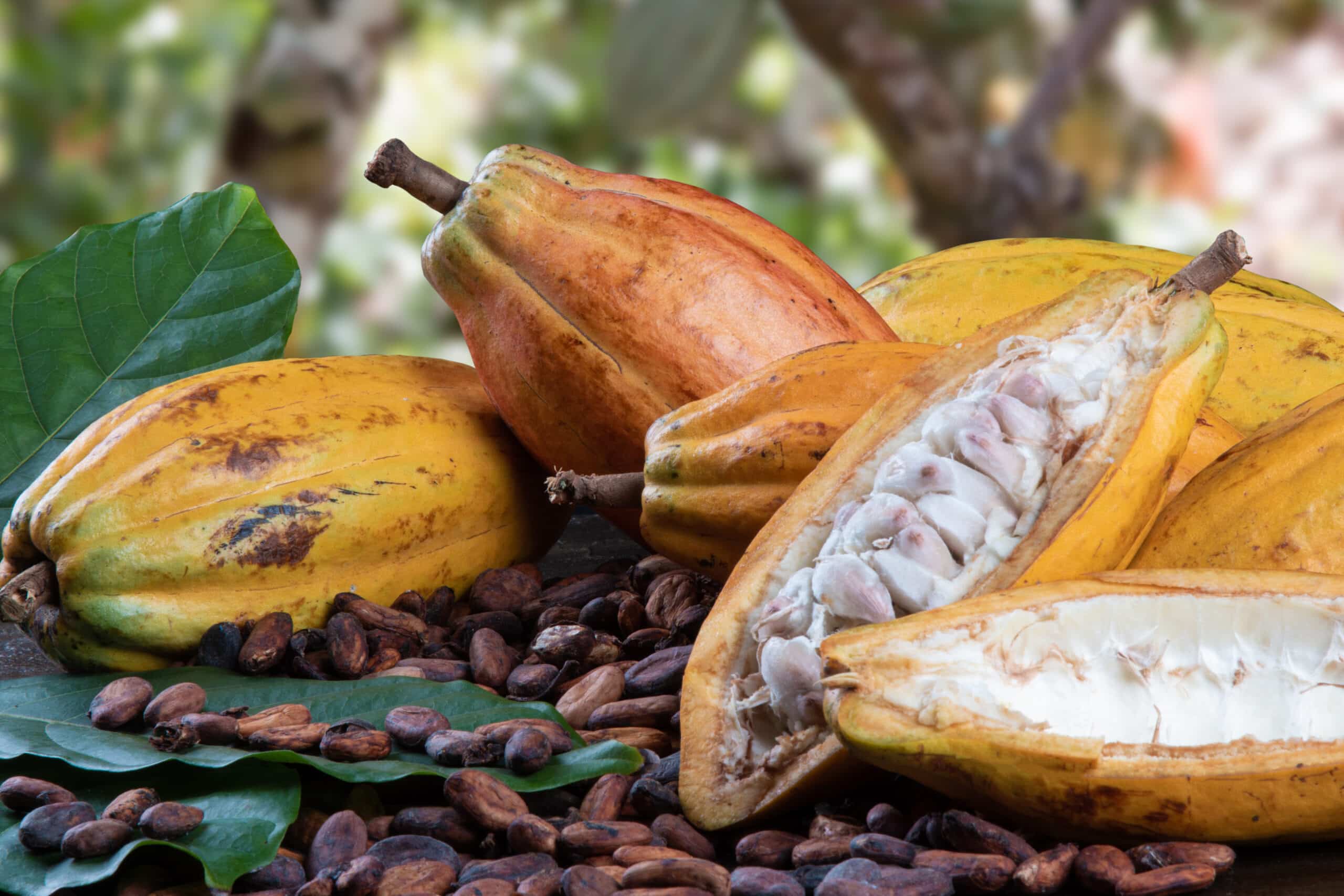 cocoa fruits raw