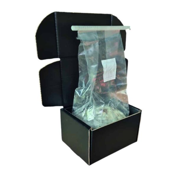 Echter Albino Lehrer Pilz Grow Kit – Bild 4