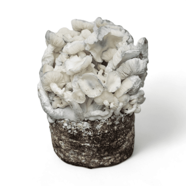 Echter Albino Lehrer Pilz Grow Kit