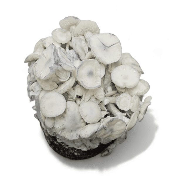 Echter Albino Lehrer Pilz Grow Kit – Bild 2