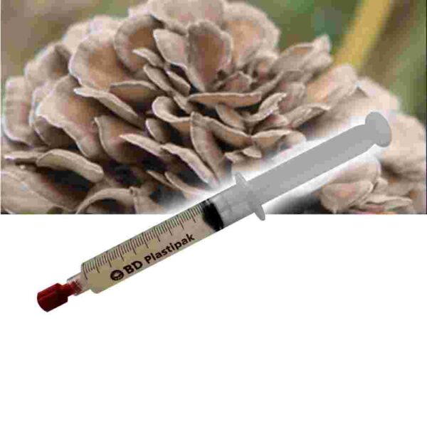 Maitake (Grifola frondosa) Liquid Culture Syringe - 20 ML