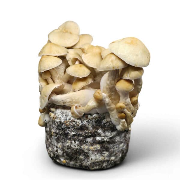 Cascadian Teacher Pilz-Zucht-Set